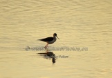 WildLife Photos of Birds, Waders, Black-winged Stilt, Himantopus himantopus